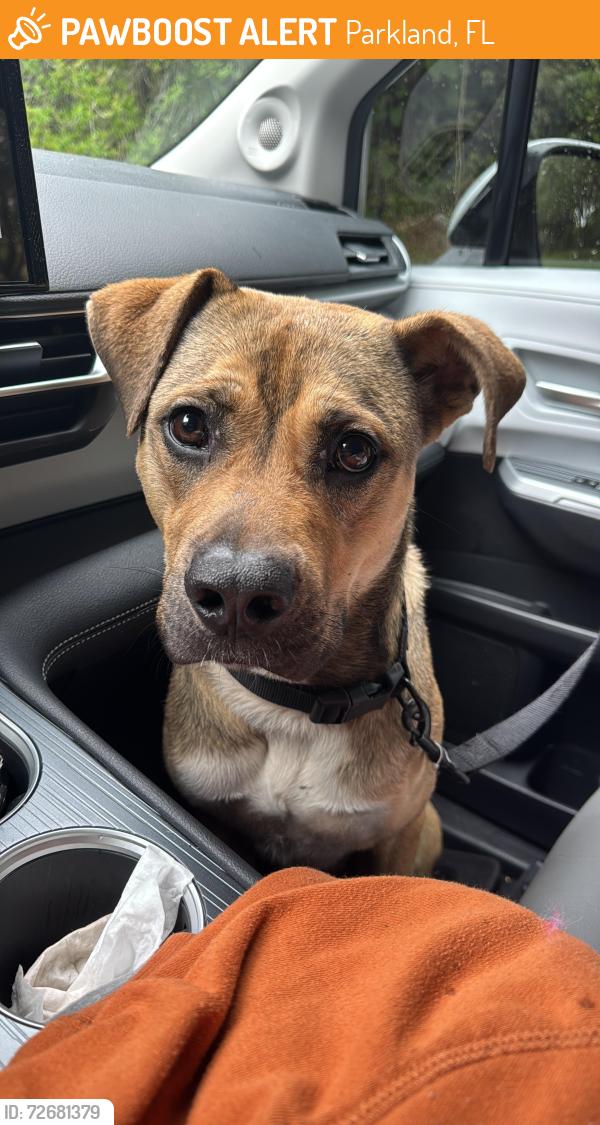 Found/Stray Male Dog last seen Riverside parkland, Parkland, FL 33067