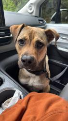 Found/Stray Male Dog last seen Riverside parkland, Parkland, FL 33067