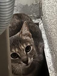 Lost Female Cat last seen Cerca de la escuela UVP , Heroica Puebla de Zaragoza, Pue. 72440