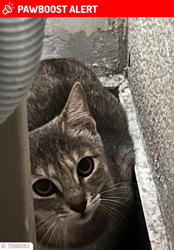 Lost Female Cat last seen Cerca de la escuela UVP , Heroica Puebla de Zaragoza, Pue. 72440