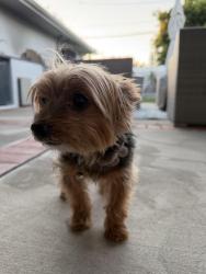 Found/Stray Female Dog last seen 61st and Halm - Lower Ladera, Los Angeles, CA 90056