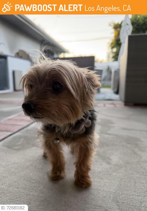 Found/Stray Female Dog last seen 61st and Halm - Lower Ladera, Los Angeles, CA 90056