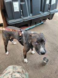 Found/Stray Male Dog last seen Maui High, Kahului, HI 96732