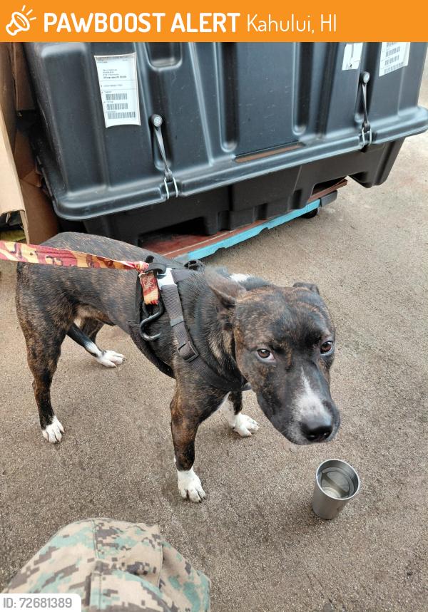 Found/Stray Male Dog last seen Maui High, Kahului, HI 96732