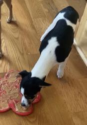 Lost Female Dog last seen Liggett and Moreland school road , Blue Springs, MO 64015