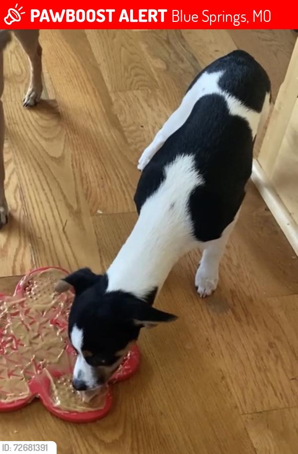 Lost Female Dog last seen Liggett and Moreland school road , Blue Springs, MO 64015