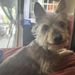 Lost Male Dog last seen Tierra humeda, El Paso, TX 79938