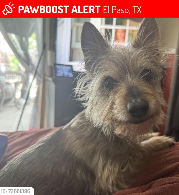 Lost Male Dog last seen Tierra humeda, El Paso, TX 79938