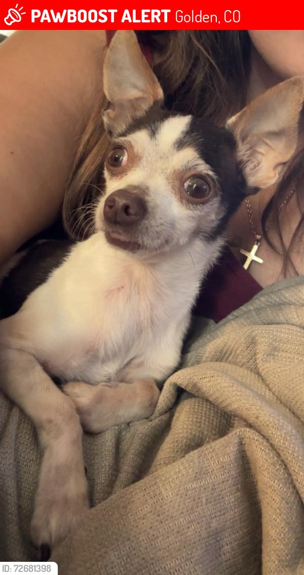 Lost Male Dog last seen West 11th Ave and Rogers Street, Golden, CO 80401