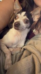 Lost Male Dog last seen West 11th Ave and Rogers Street , Golden, CO 80401