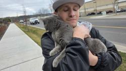 Found/Stray Unknown Cat last seen Nevada st and Jay, Spokane, WA 99218