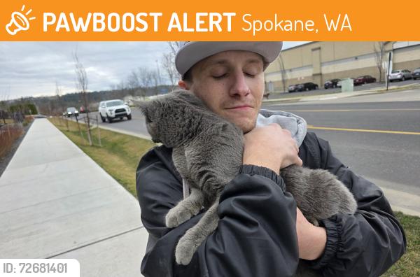 Found/Stray Unknown Cat last seen Nevada st and Jay, Spokane, WA 99218