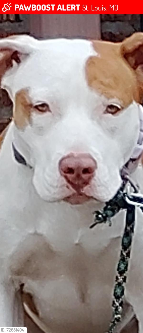 Lost Female Dog last seen Meremac and compton , St. Louis, MO 63118