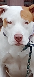 Lost Female Dog last seen Meremac and compton , St. Louis, MO 63118