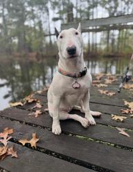 Lost Female Dog last seen W Crossland blvd, Grand Prairie, TX 75052