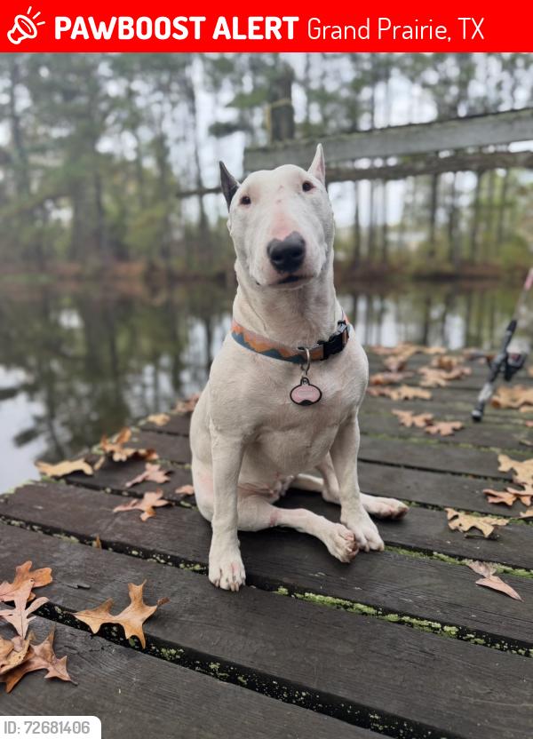 Lost Female Dog last seen W Crossland blvd, Grand Prairie, TX 75052