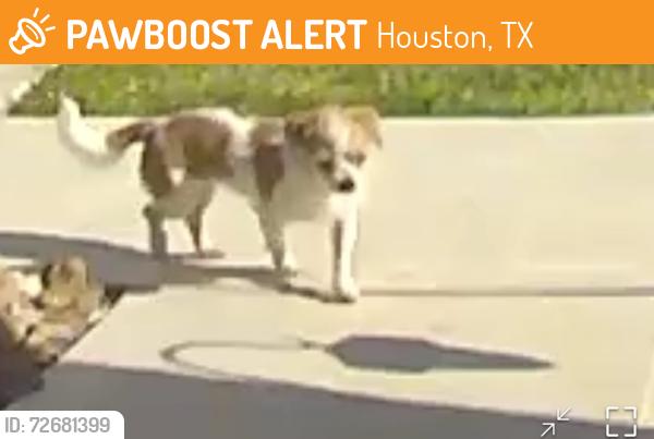 Found/Stray Unknown Dog last seen Nanes rd Legacy Park, Houston, TX 77090