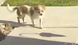 Found/Stray Unknown Dog last seen Nanes rd Legacy Park, Houston, TX 77090