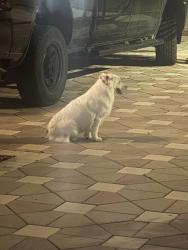 Found/Stray Male Dog last seen Keys landing, Homestead, FL 33035