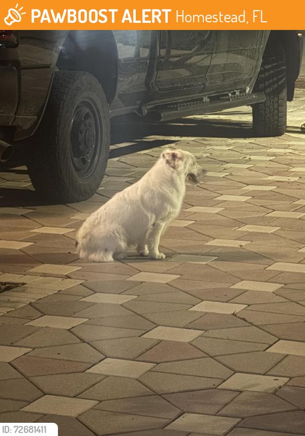 Found/Stray Male Dog last seen Keys landing, Homestead, FL 33035