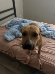 Found/Stray Male Dog last seen 87th avenue and Mackenzie dr, Phoenix, AZ 85037