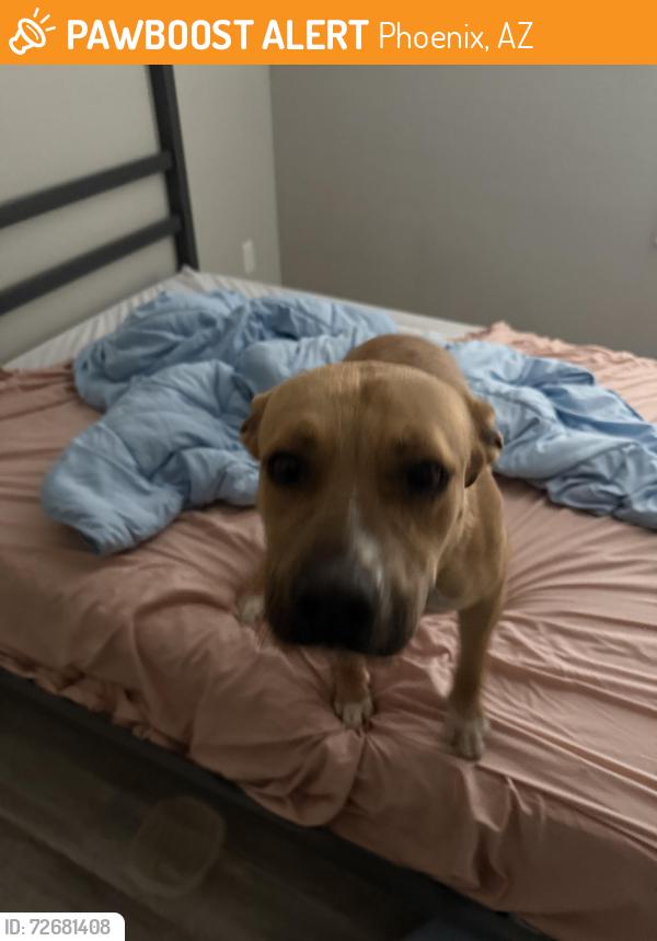Found/Stray Male Dog last seen 87th avenue and Mackenzie dr, Phoenix, AZ 85037