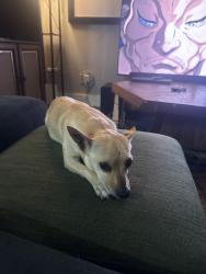 Found/Stray Female Dog last seen Royal hill Drive / timber trail, Austin, TX 78741