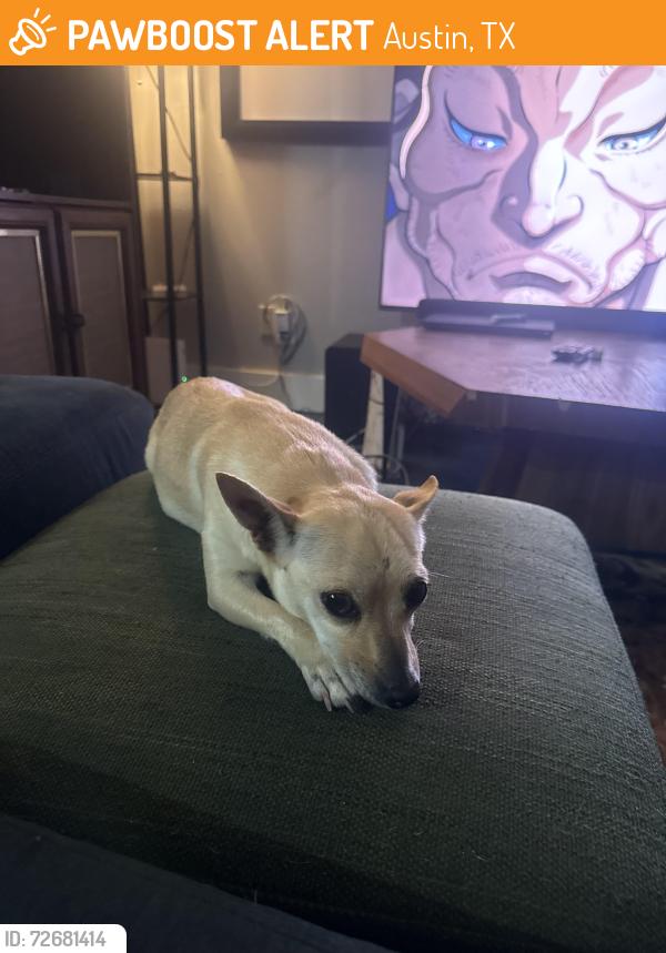 Found/Stray Female Dog last seen Royal hill Drive / timber trail, Austin, TX 78741