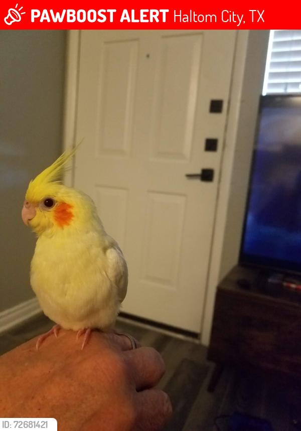 Lost Unknown Bird last seen Near , Haltom City, TX 76117