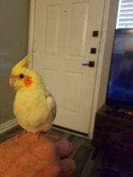 Lost Unknown Bird last seen Near , Haltom City, TX 76117