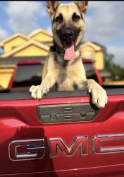 Lost Male Dog last seen pinesage dr or down the neighborhood , Houston, TX 77045