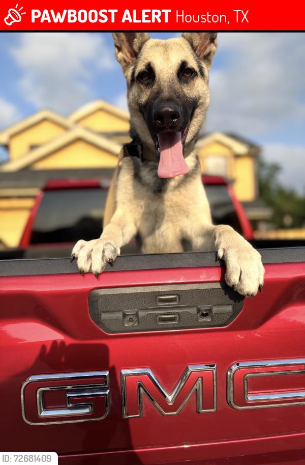 Lost Male Dog last seen pinesage dr or down the neighborhood , Houston, TX 77045