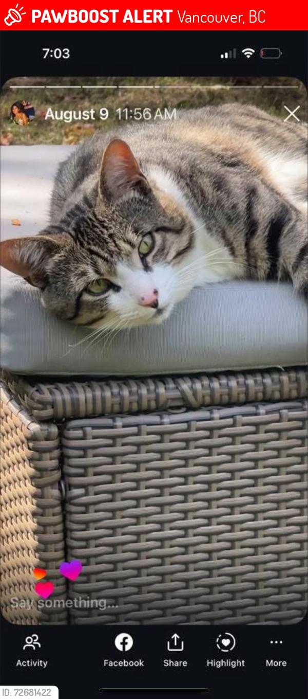 Lost Male Cat last seen Fraser and E60th ave, Vancouver, BC 