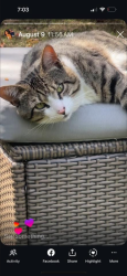 Lost Male Cat last seen Fraser and E60th ave, Vancouver, BC 