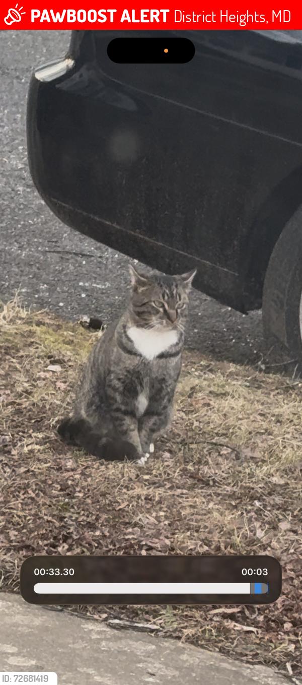 Lost Male Cat last seen Upland Ave & Kenova St, District Heights, MD 20747