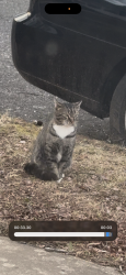 Lost Male Cat last seen Upland Ave & Kenova St, District Heights, MD 20747