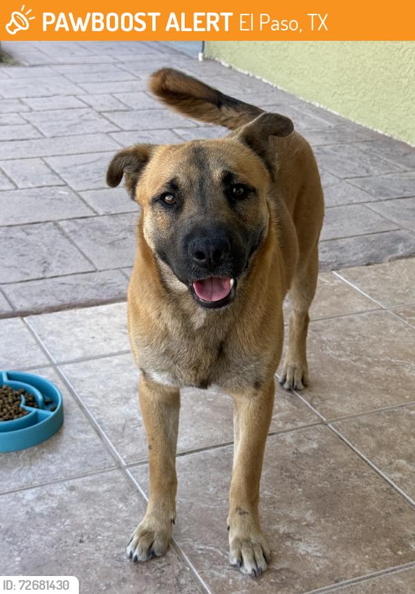 Found/Stray Male Dog last seen West Missouri Ave., North Oregon St., El Paso, TX 79998