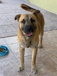 Found/Stray Male Dog last seen West Missouri Ave., North Oregon St., El Paso, TX 79998