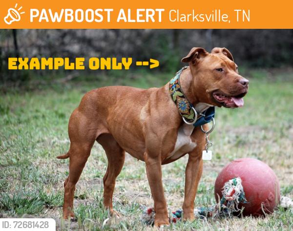 Found/Stray Female Dog last seen E Fork Dr & Hadley Dr & Fort Campbell Blvd , Clarksville, TN 37042