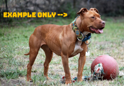 Found/Stray Female Dog last seen E Fork Dr & Hadley Dr & Fort Campbell Blvd , Clarksville, TN 37042