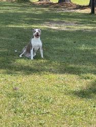Lost Male Dog last seen Kelly Springs Rr near Hwy 55 E 4 way stop sign, Mount Olive, NC 28333