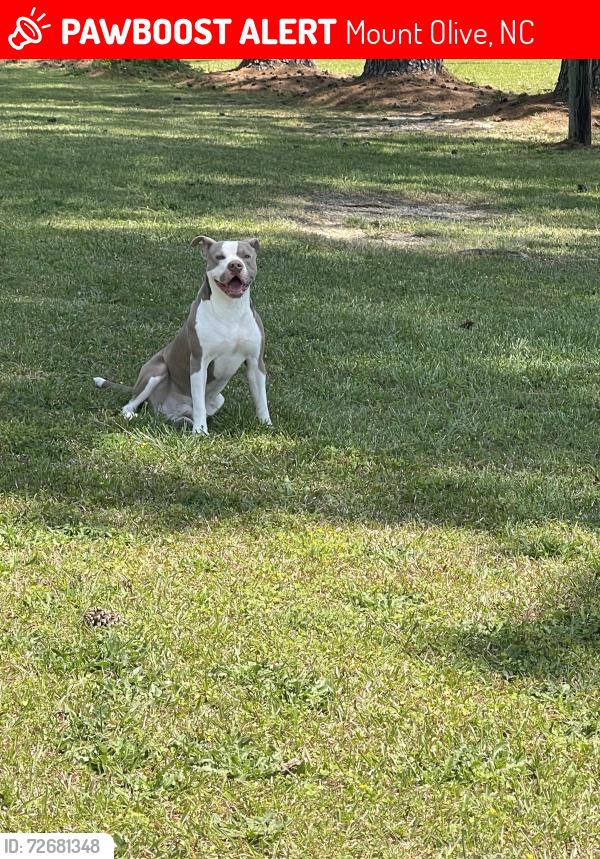 Lost Male Dog last seen Kelly Springs Rr near Hwy 55 E 4 way stop sign, Mount Olive, NC 28333