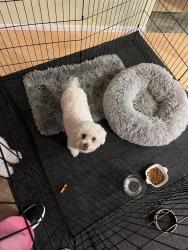 Found/Stray Female Dog last seen Sulphur Springs Ln - Reymont Gated Community, Bremerton, WA 98310
