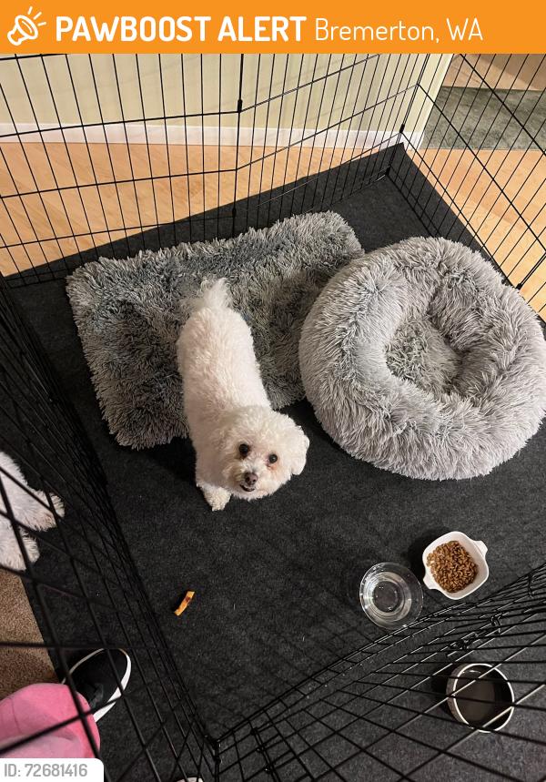 Found/Stray Female Dog last seen Sulphur Springs Ln - Reymont Gated Community, Bremerton, WA 98310