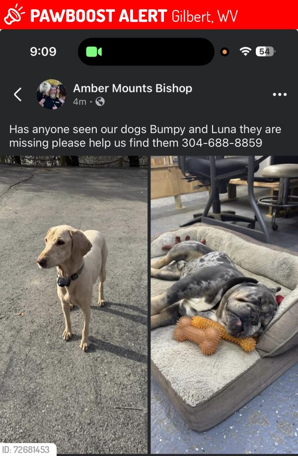 Lost Female Dog last seen hse/Address listed, Gilbert, WV 25621