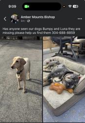 Lost Female Dog last seen hse/Address listed, Gilbert, WV 25621