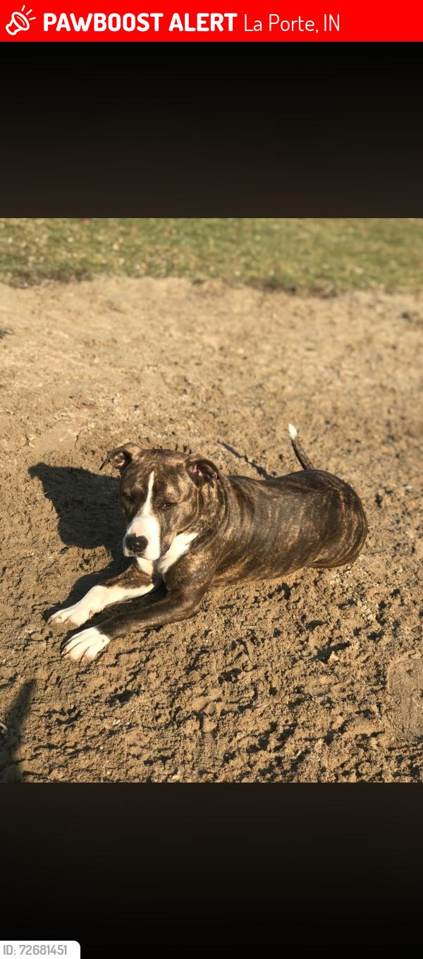 Lost Female Dog last seen laporte village , La Porte, IN 46350