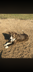 Lost Female Dog last seen laporte village , La Porte, IN 46350