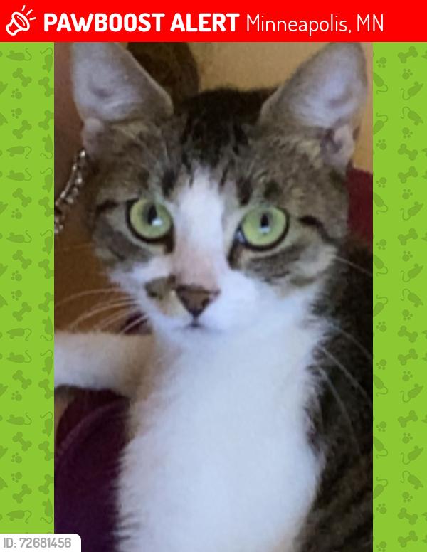 Lost Female Cat last seen 37th st and Nicolette ave, Minneapolis, MN 55409