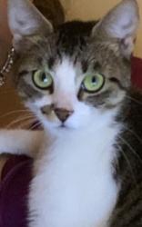Lost Female Cat last seen 37th st and Nicolette ave, Minneapolis, MN 55409